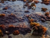 duck-herring-cove-s0141170