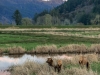 Dean Creek Elk Viewing Area, Oregon